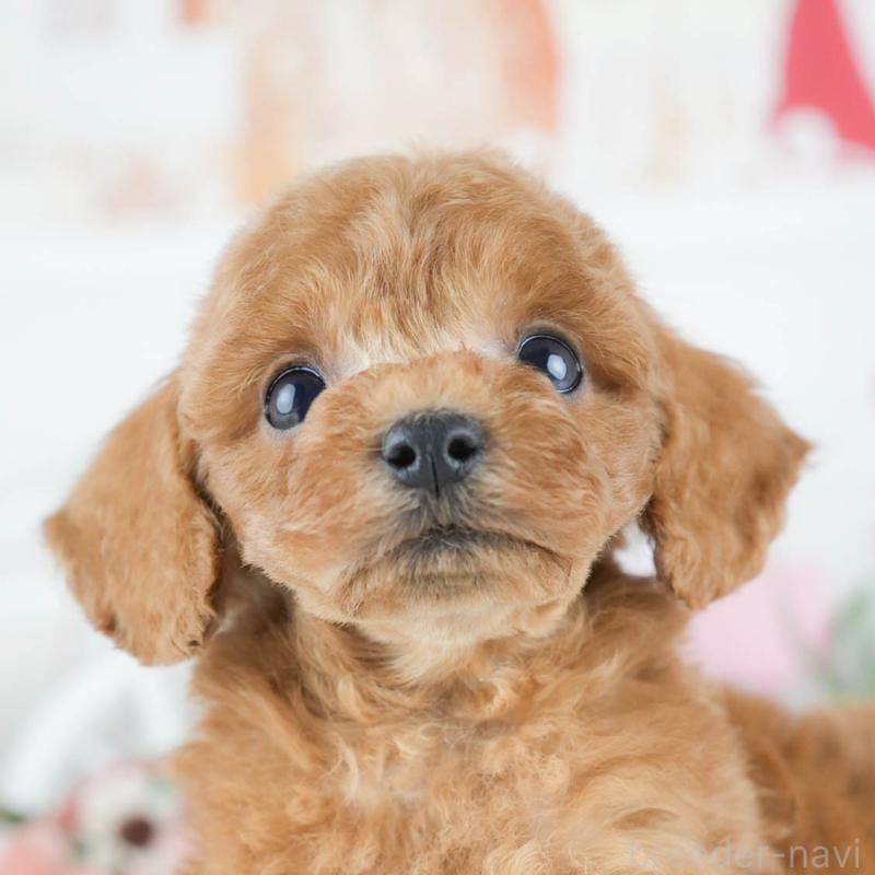 販売中の茨城県のトイプードル-430311