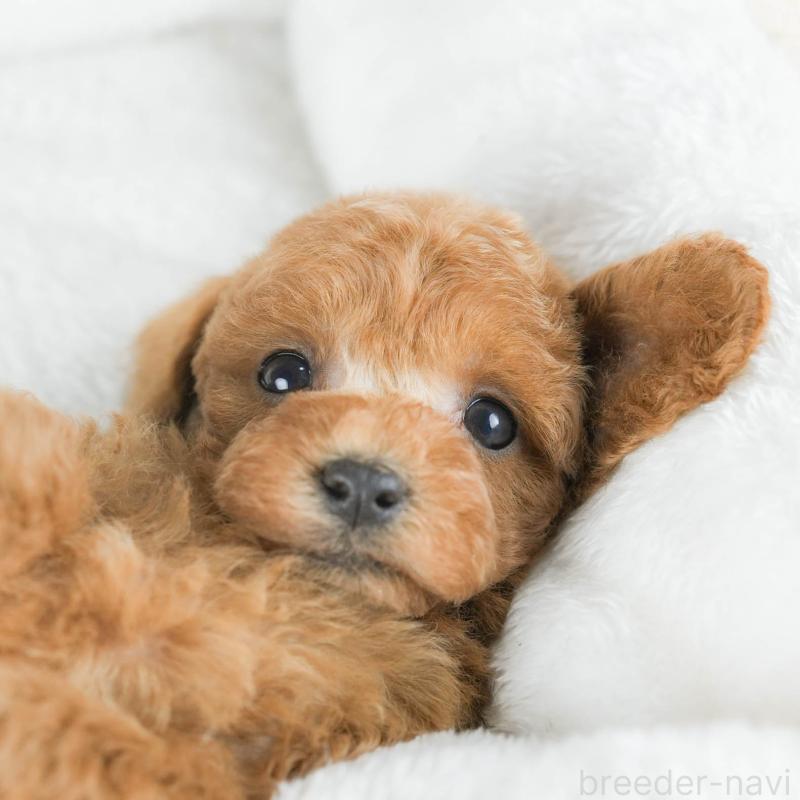 販売中の茨城県のトイプードル-430311の11枚目