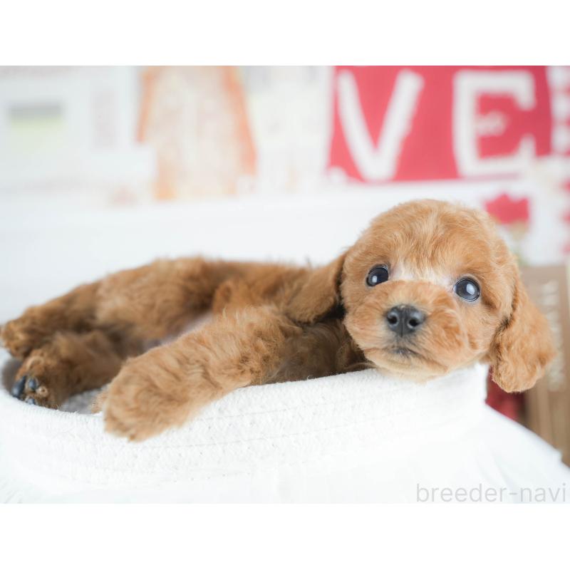 販売中の茨城県のトイプードル-430311の10枚目