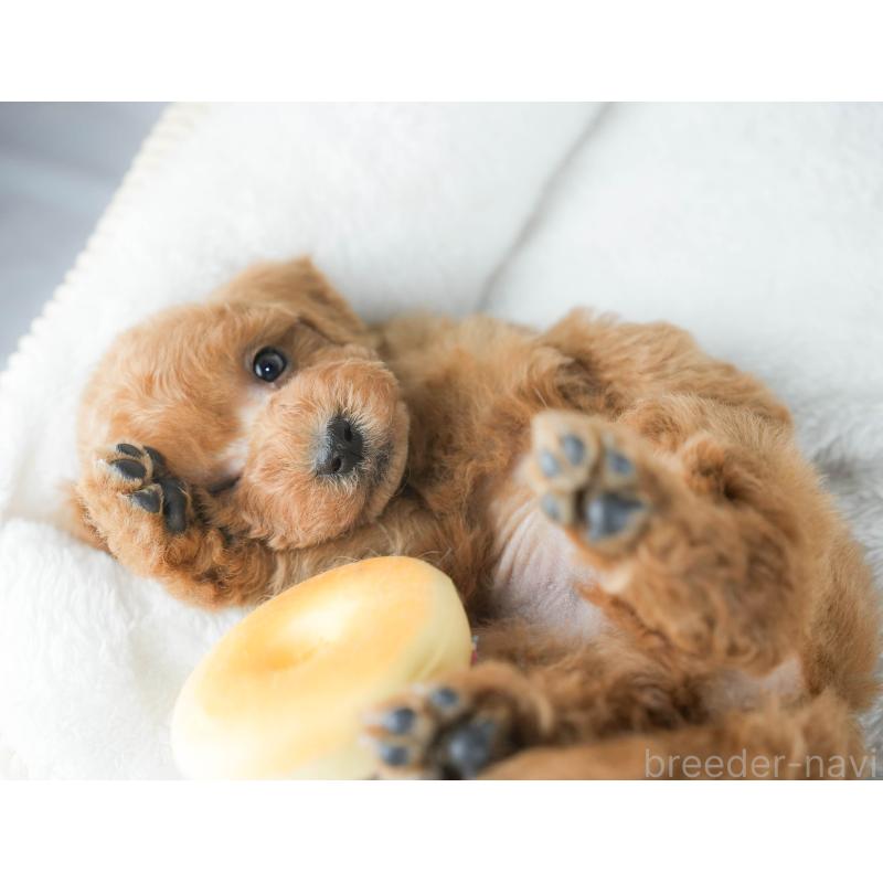 販売中の茨城県のトイプードル-430311の9枚目