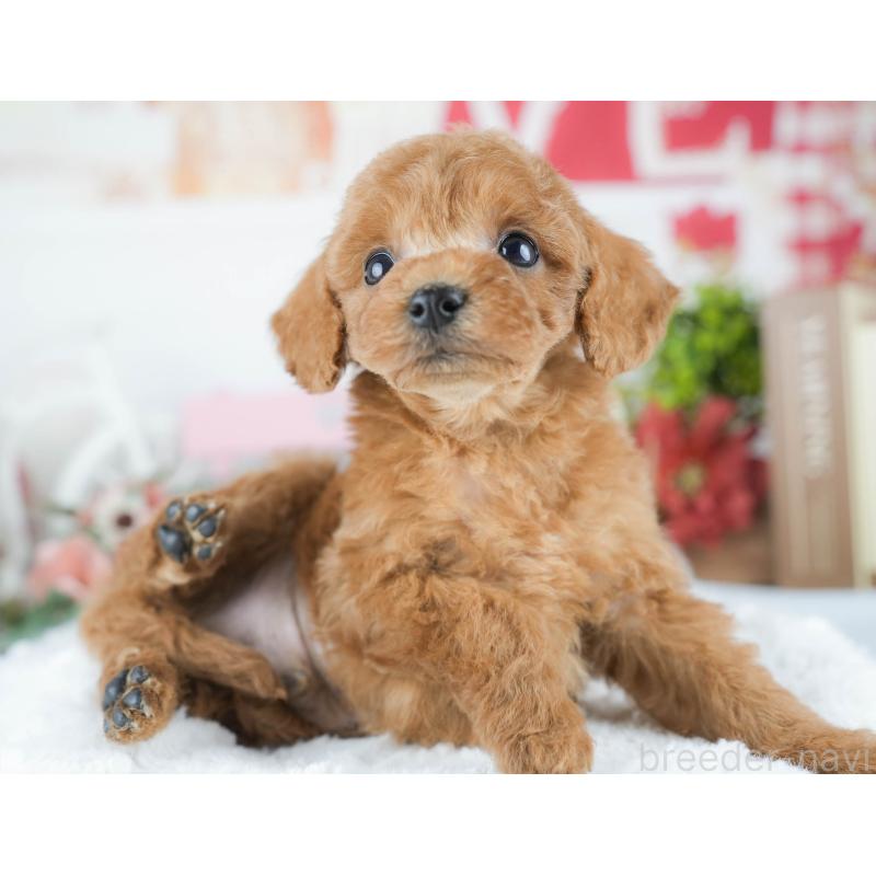 販売中の茨城県のトイプードル-430311の8枚目