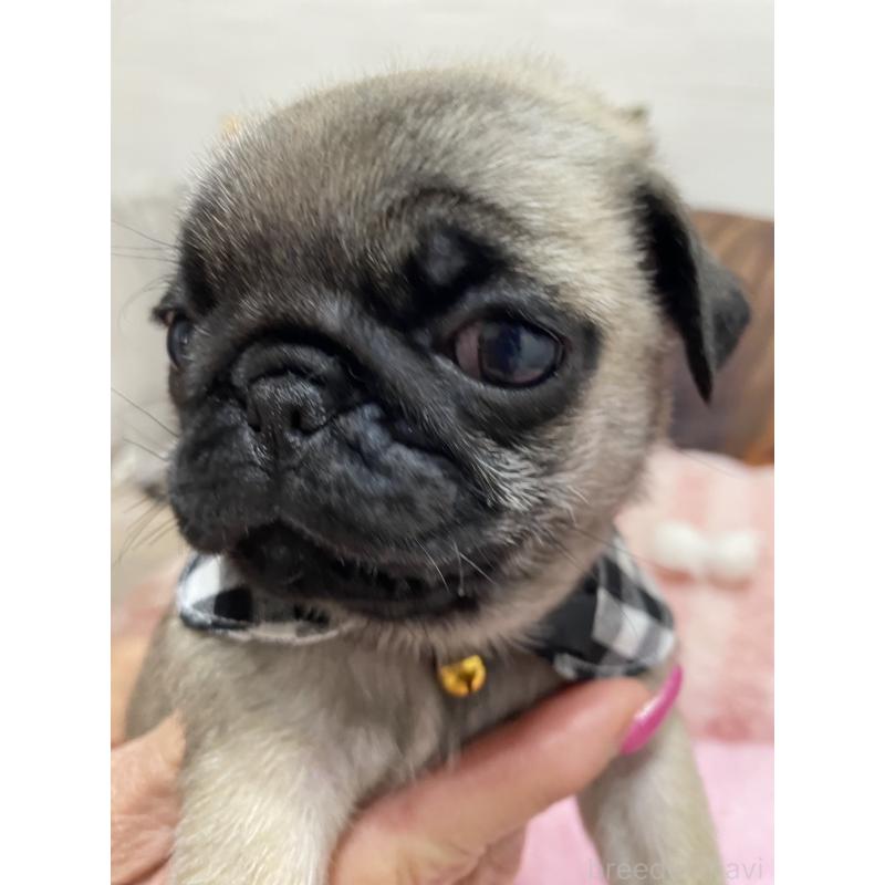 販売中の愛知県のパグ-429989の3枚目