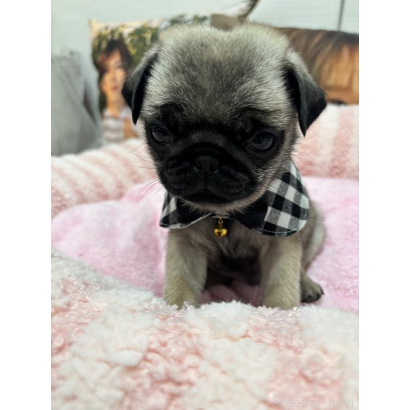 販売中の愛知県のパグ-429989の2枚目
