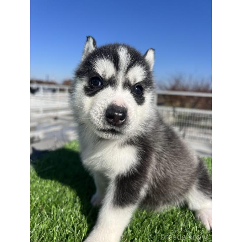 販売中の埼玉県のシベリアンハスキー-429990の3枚目