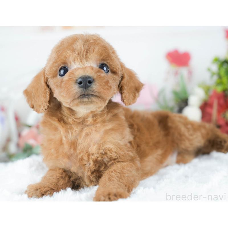 販売中の茨城県のトイプードル-430311の7枚目