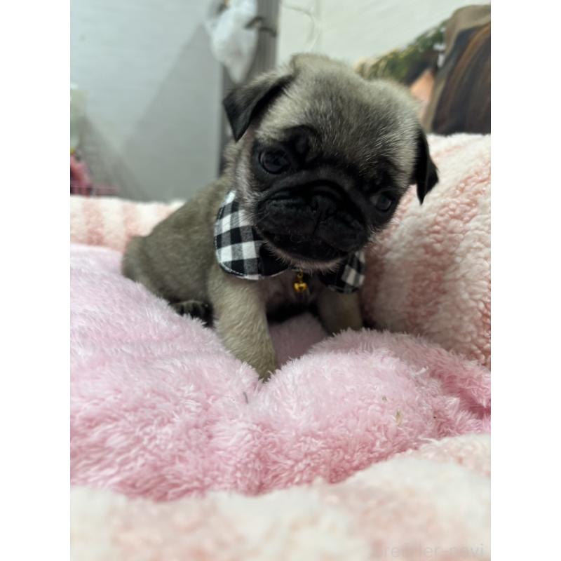 販売中の愛知県のパグ-429989の1枚目