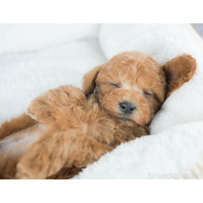 販売中の茨城県のトイプードル-430311の6枚目