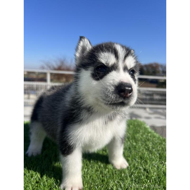 販売中の埼玉県のシベリアンハスキー-429990の2枚目