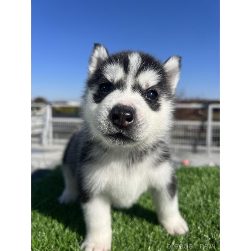 販売中の埼玉県のシベリアンハスキー-429990