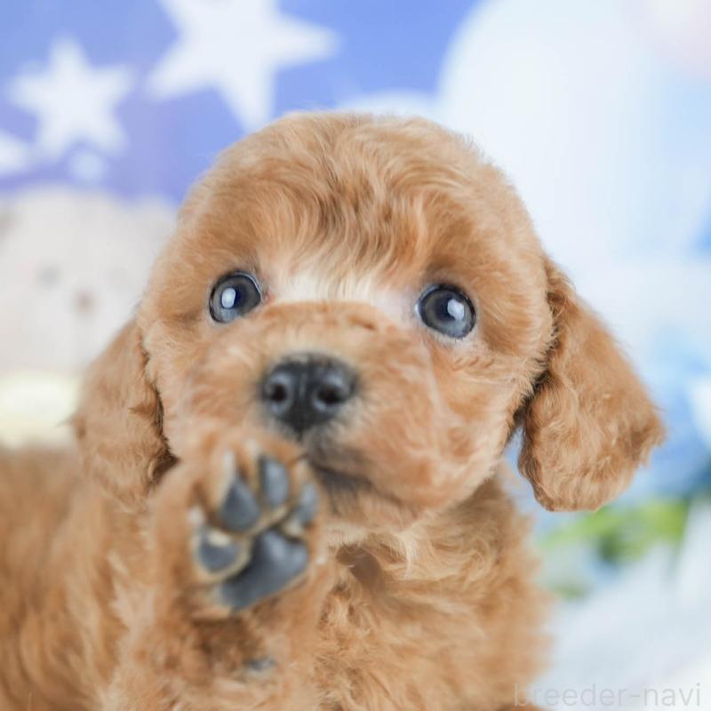 販売中の茨城県のトイプードル-430282