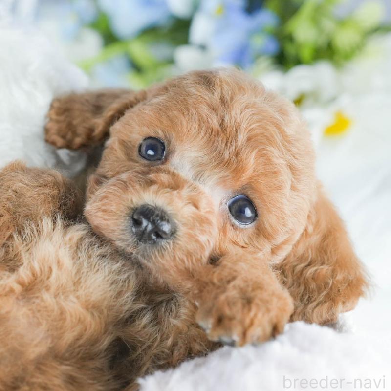 販売中の茨城県のトイプードル-430282の11枚目