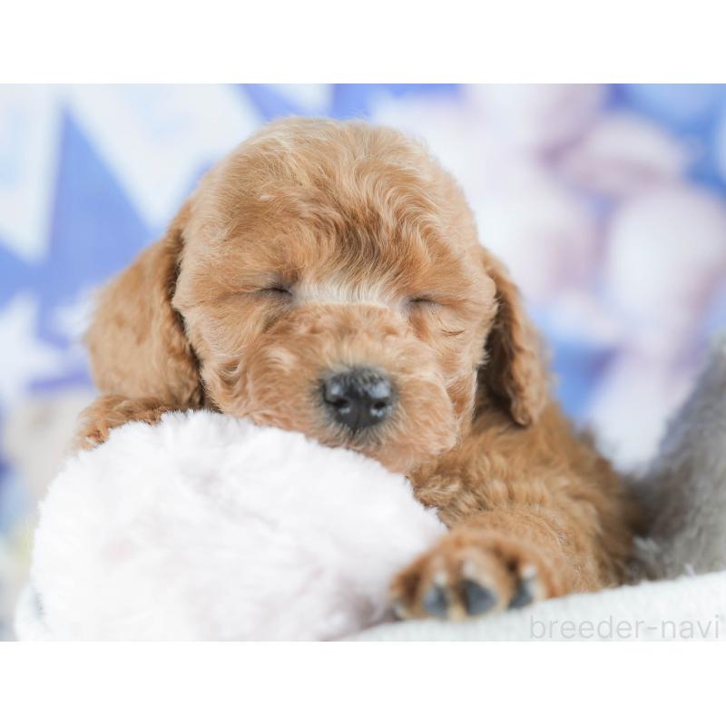 販売中の茨城県のトイプードル-430282の10枚目