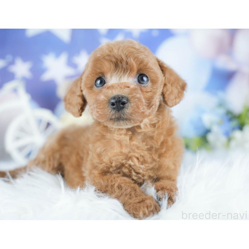 販売中の茨城県のトイプードル-430282の9枚目