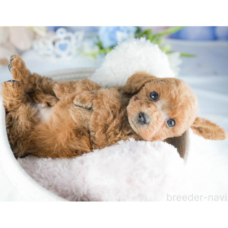 販売中の茨城県のトイプードル-430282の8枚目