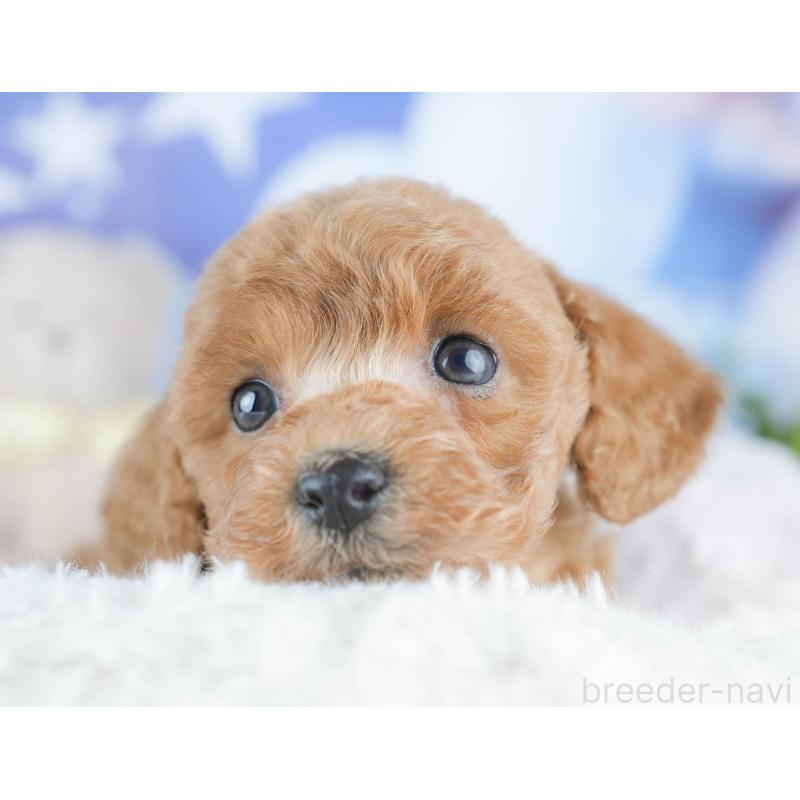 販売中の茨城県のトイプードル-430282の7枚目