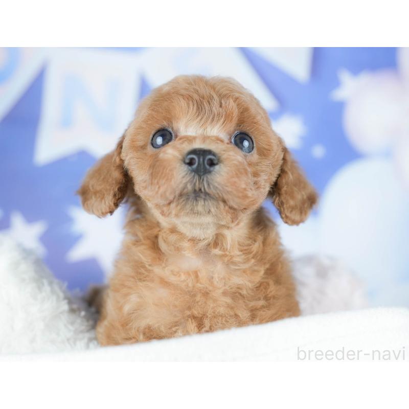 販売中の茨城県のトイプードル-430282の6枚目