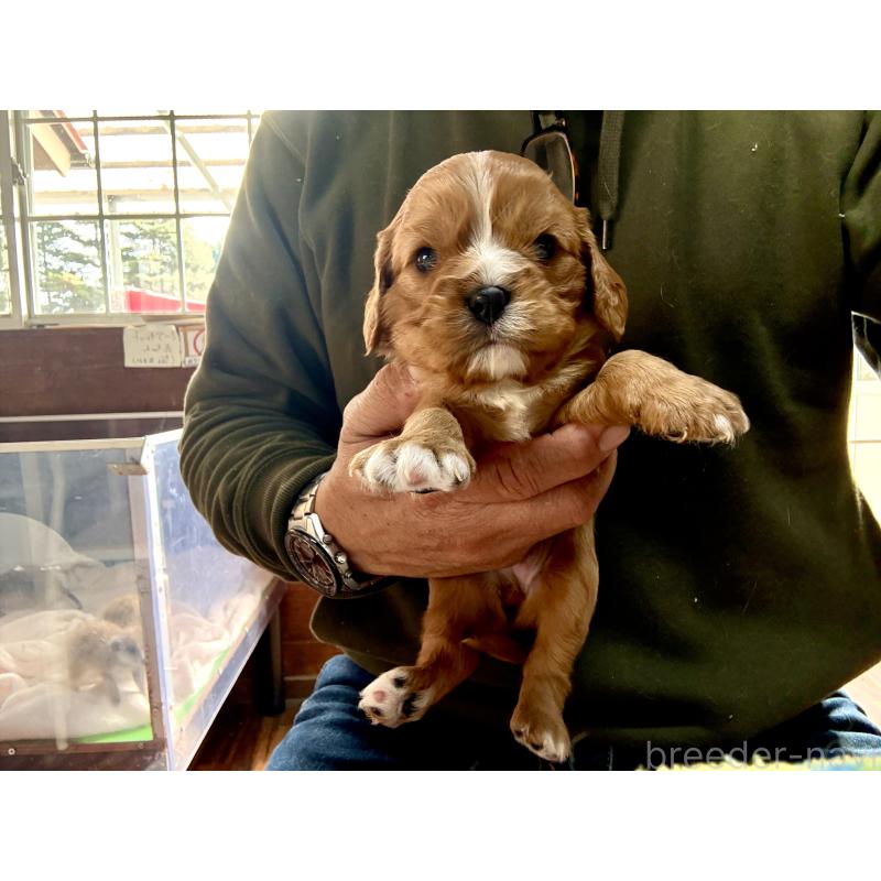 販売中の長野県のキャバリアキングチャールズスパニエル-429991の6枚目