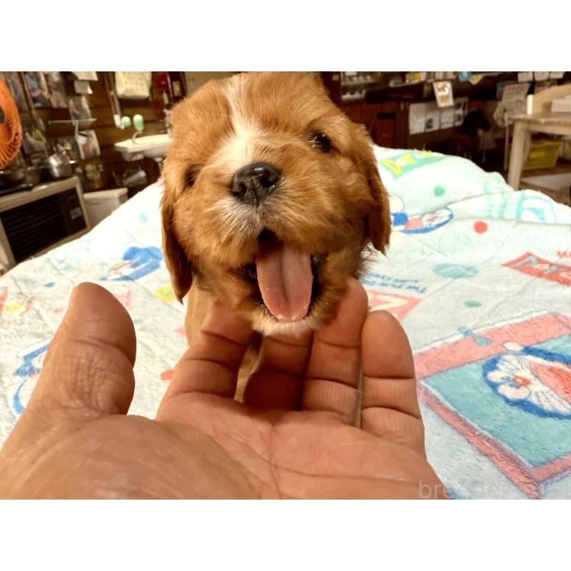 販売中の長野県のキャバリアキングチャールズスパニエル-429991の5枚目