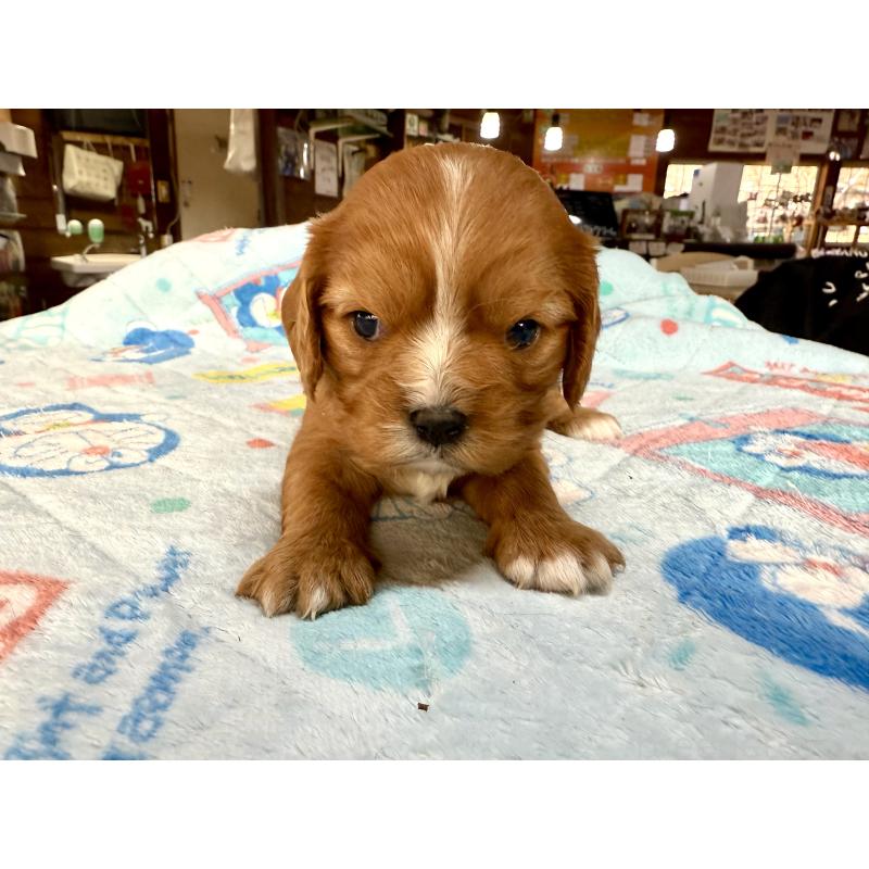 販売中の長野県のキャバリアキングチャールズスパニエル-429991の3枚目