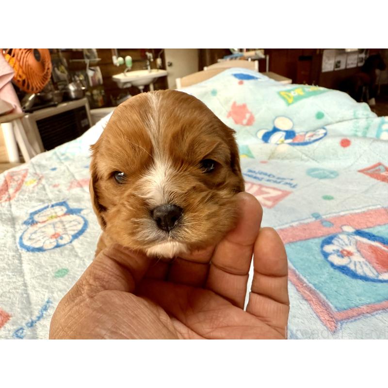 販売中の長野県のキャバリアキングチャールズスパニエル-429991の2枚目