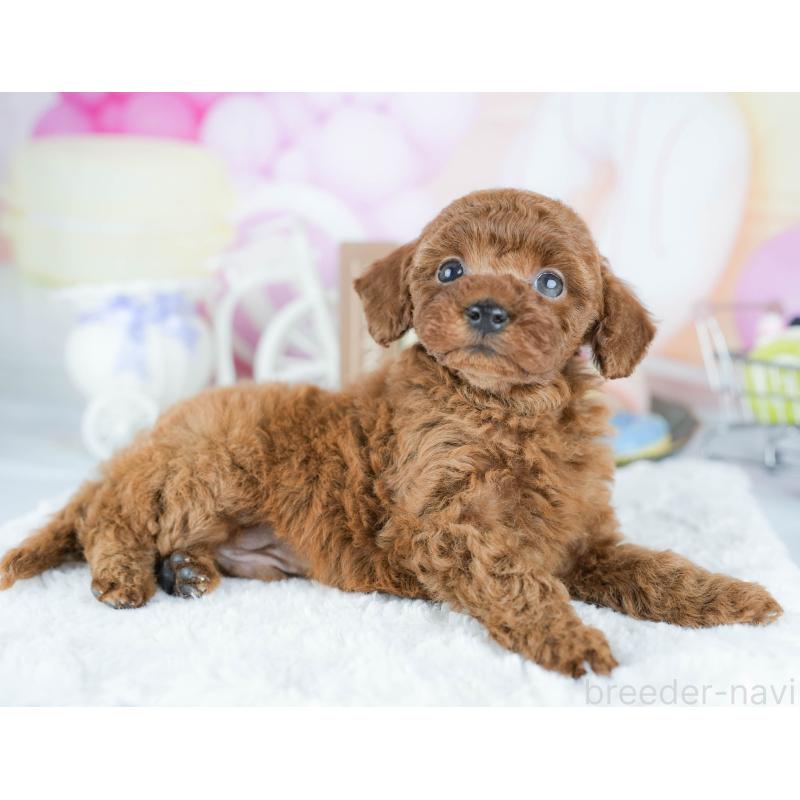 販売中の茨城県のトイプードル-430262の7枚目