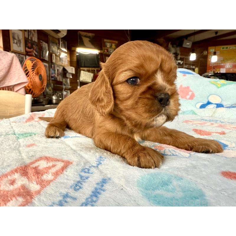販売中の長野県のキャバリアキングチャールズスパニエル-429988の3枚目