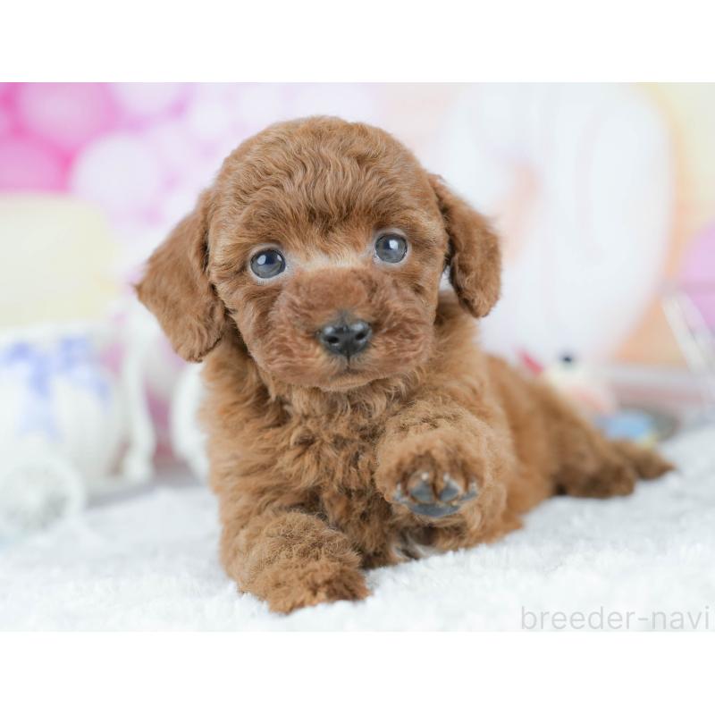 販売中の茨城県のトイプードル-430262の3枚目