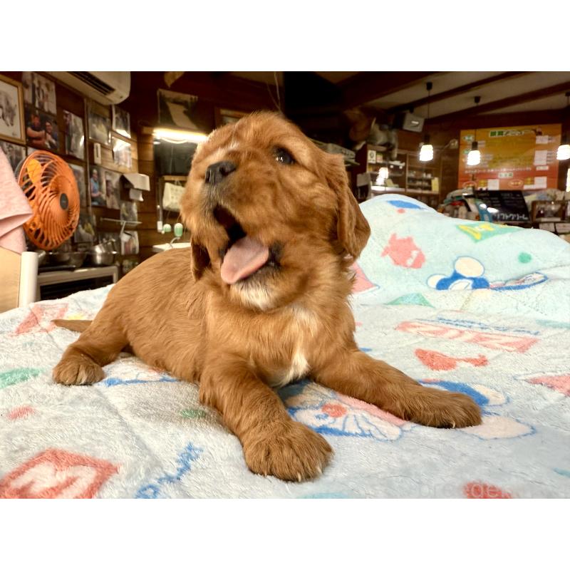 販売中の長野県のキャバリアキングチャールズスパニエル-429988の2枚目