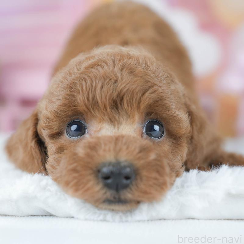 販売中の茨城県のトイプードル-430256