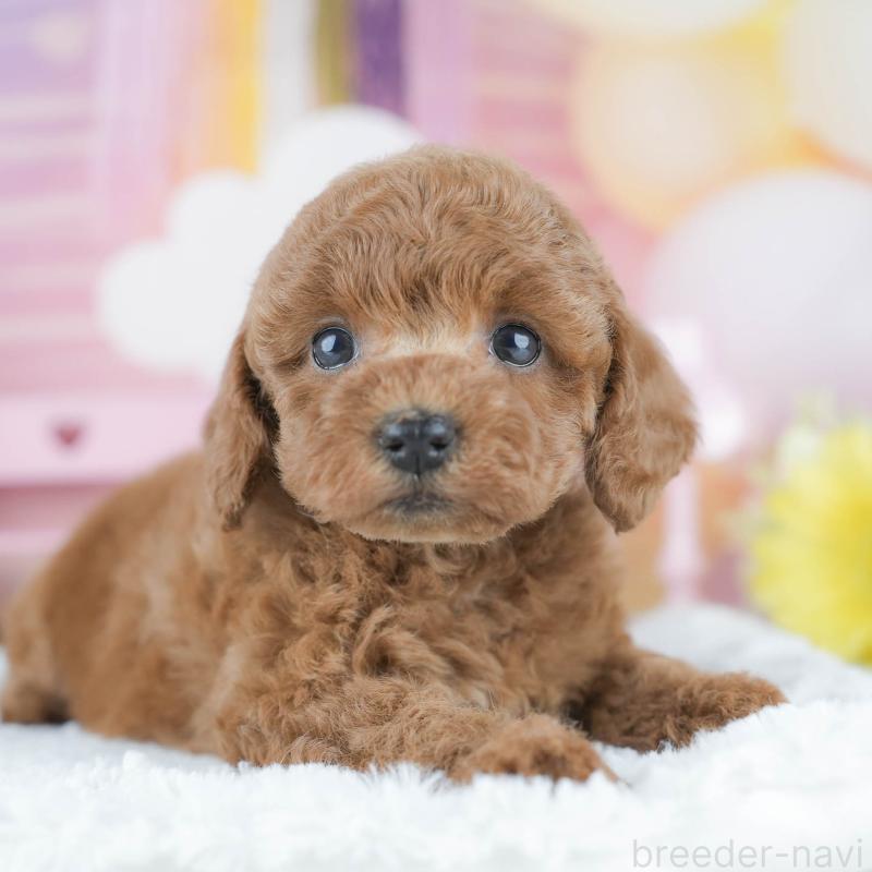 販売中の茨城県のトイプードル-430256の8枚目