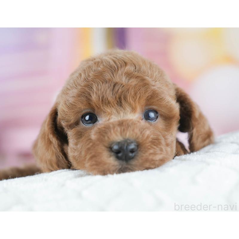 販売中の茨城県のトイプードル-430256の7枚目