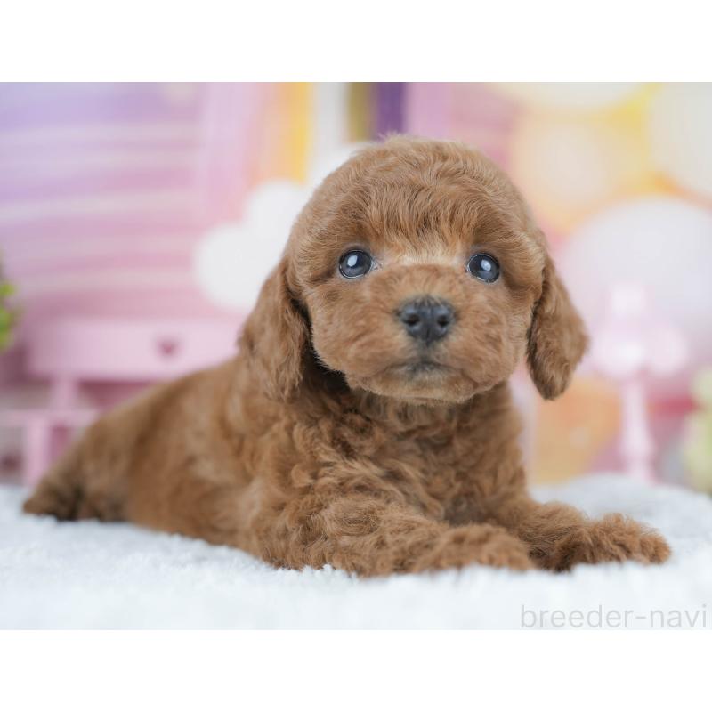 販売中の茨城県のトイプードル-430256の6枚目