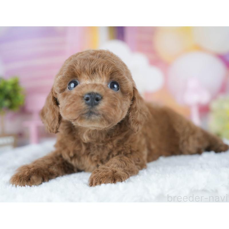 販売中の茨城県のトイプードル-430256の5枚目