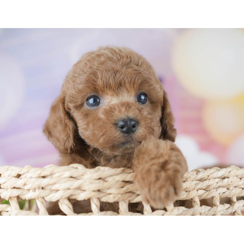 販売中の茨城県のトイプードル-430256の4枚目