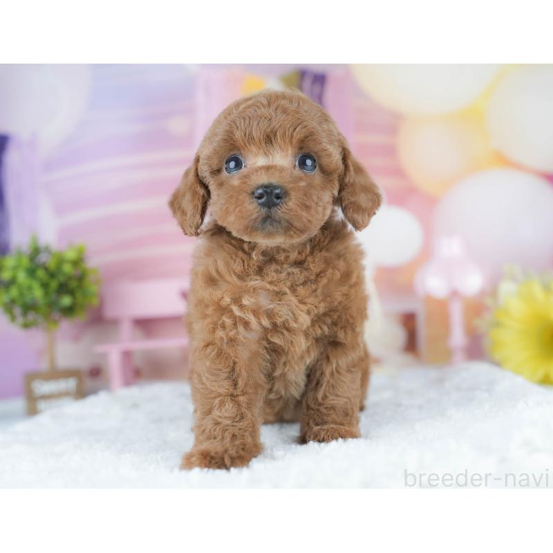 販売中の茨城県のトイプードル-430256の3枚目