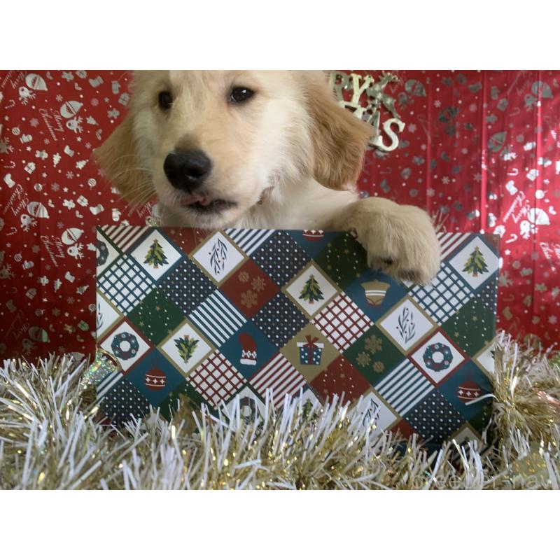 販売中の鹿児島県のゴールデンレトリーバー-418144の4枚目