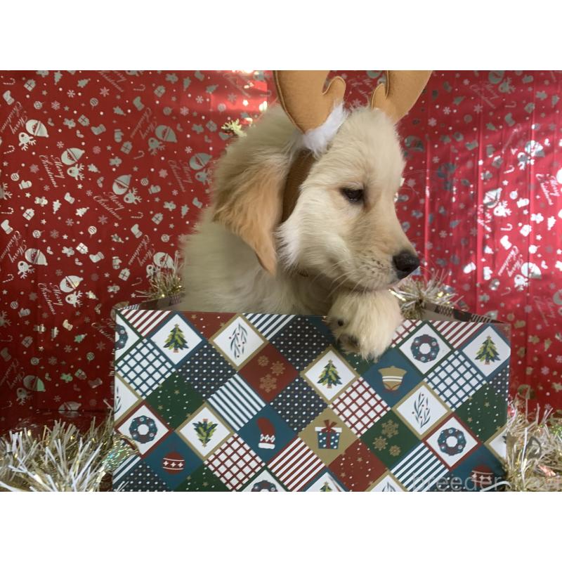 販売中の鹿児島県のゴールデンレトリーバー-418144の2枚目