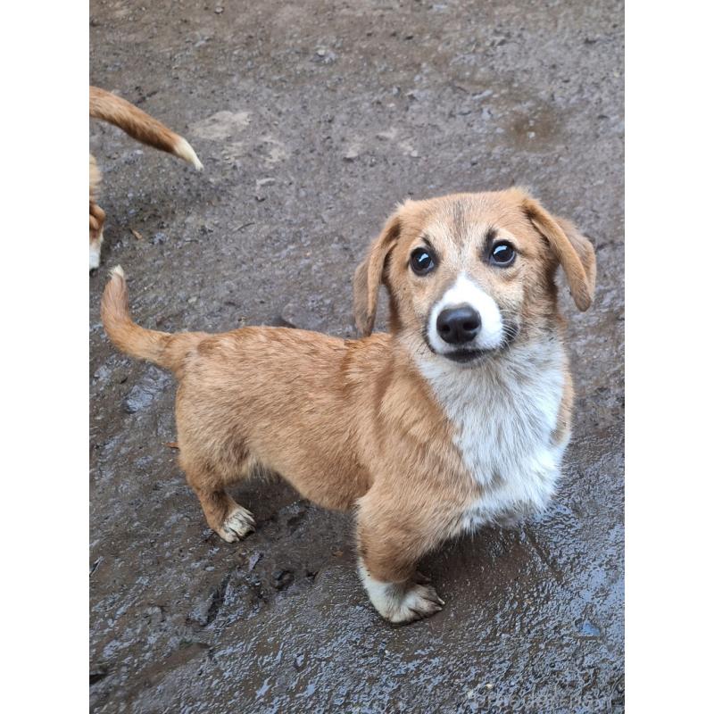 販売中の神奈川県のミックス犬-397708の6枚目