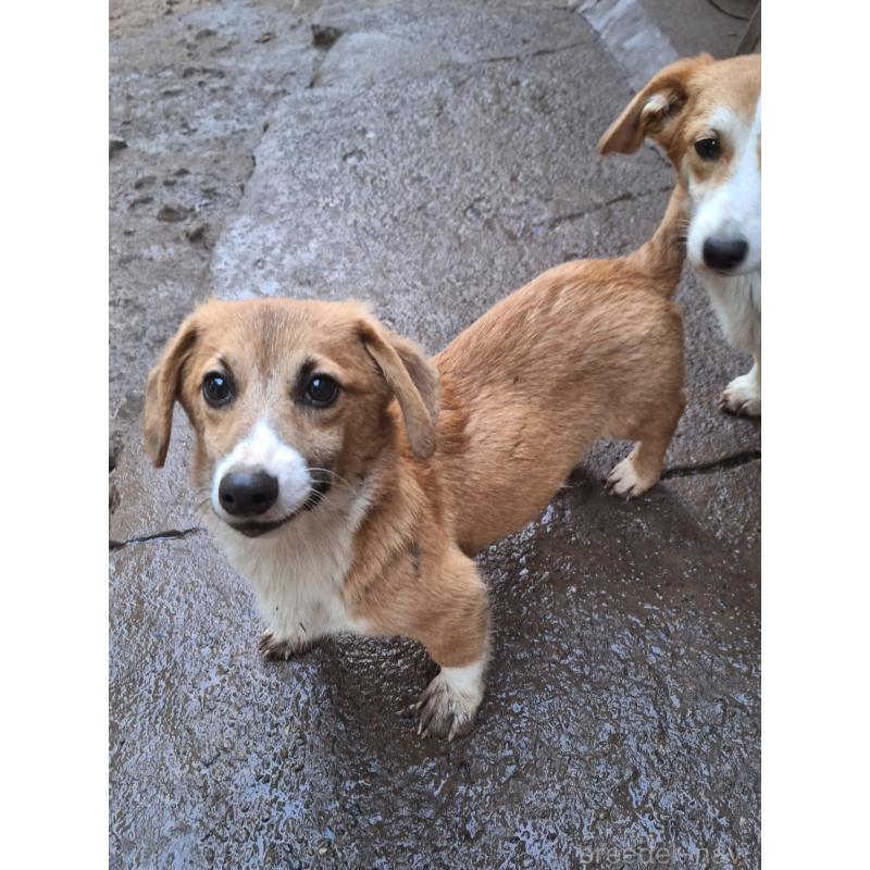 販売中の神奈川県のミックス犬-397708の5枚目