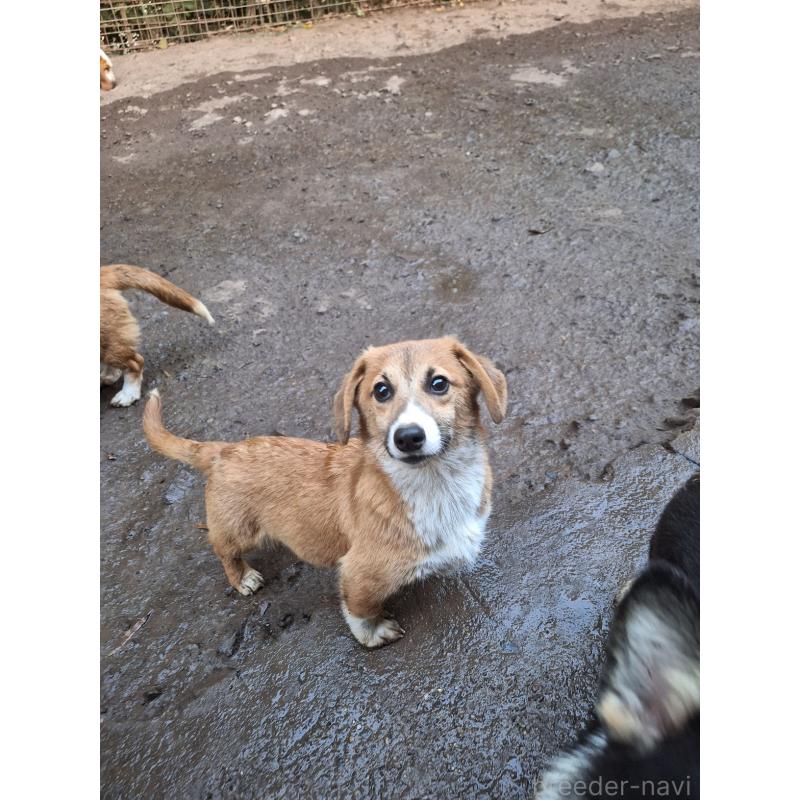 販売中の神奈川県のミックス犬-397708の4枚目