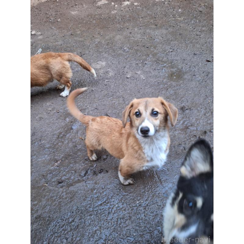 販売中の神奈川県のミックス犬-397708の3枚目