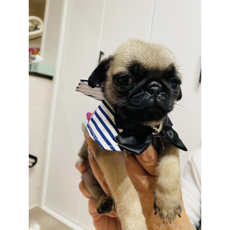 販売中の愛知県のパグ-429992の3枚目