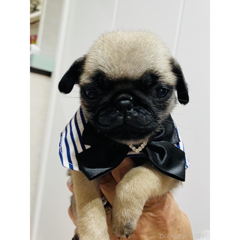 販売中の愛知県のパグ-429992