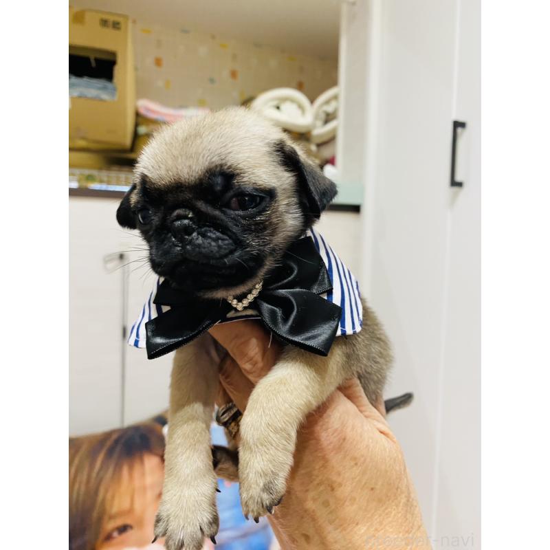 販売中の愛知県のパグ-429992の2枚目