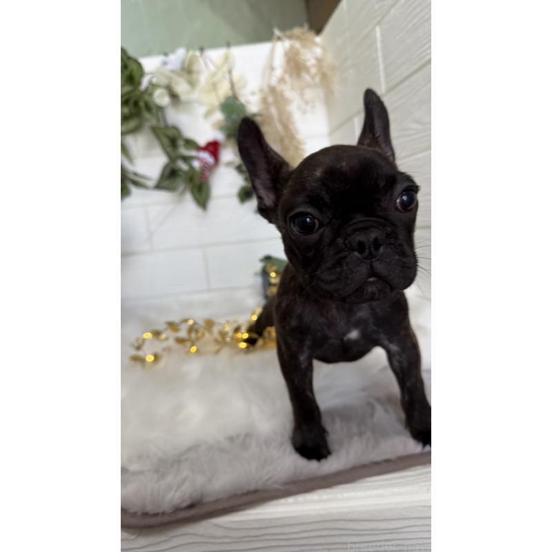 販売中の愛知県のフレンチブルドッグ-410999の2枚目