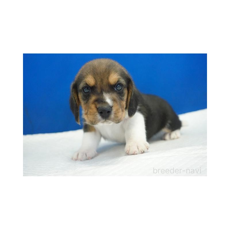 販売中の愛知県のビーグル-429994の5枚目