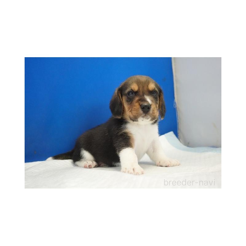 販売中の愛知県のビーグル-429994の4枚目