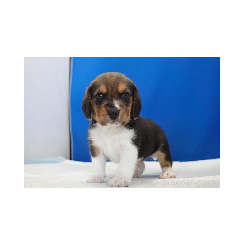 販売中の愛知県のビーグル-429994の1枚目