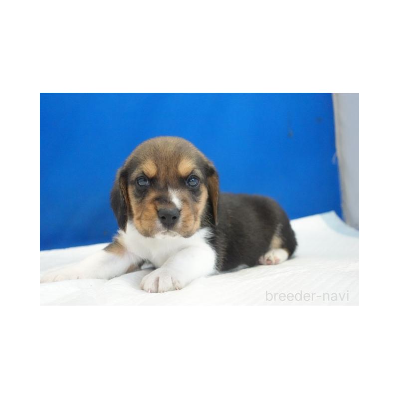 販売中の愛知県のビーグル-429994の3枚目