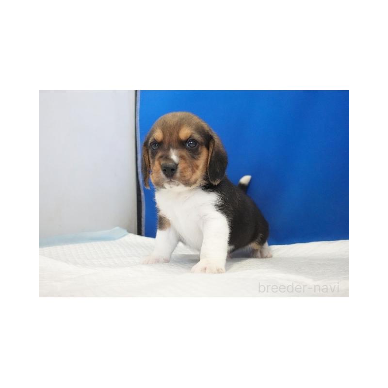 販売中の愛知県のビーグル-429994の2枚目